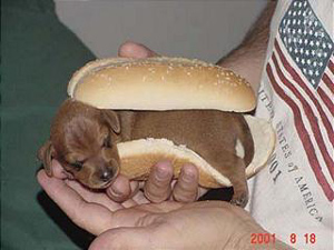 la bouffe prefere des ricain c'est le hot dog