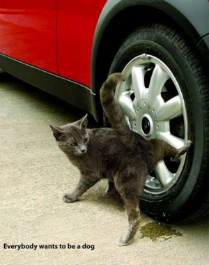 la nouvel generation des chats